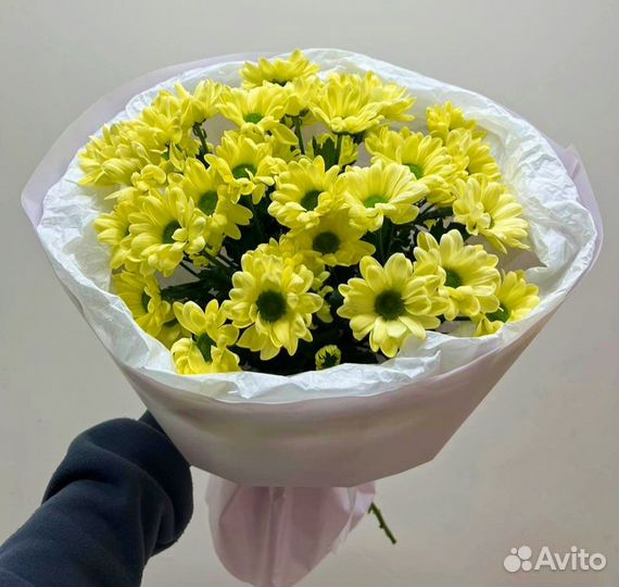 Хризантема чик голландия