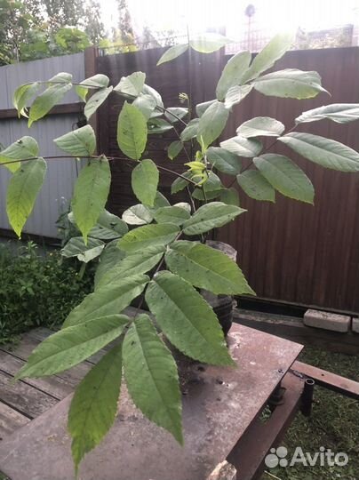 Манчжурский орех