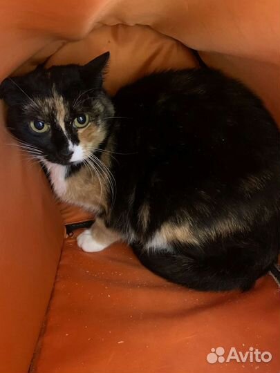 Трëхцветная кошечка в добрые руки