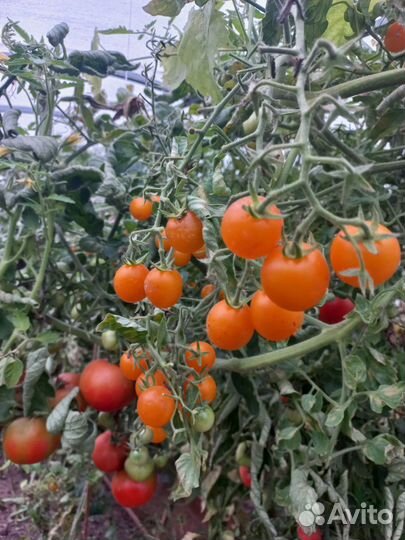 Рассада помидор среднекрупных томатов и черри