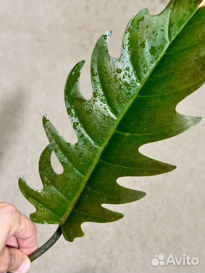 Филодендрон карамель марбл зеленая