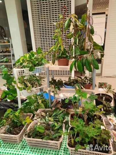 Выставка растений в Магнитогорске