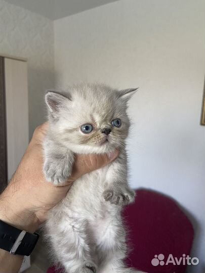 Персы экзоты