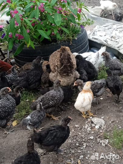 Цыплята подрощенные