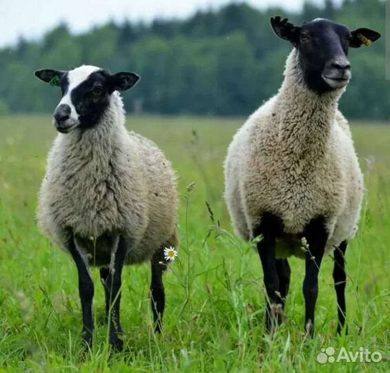Ягнята романовской породы