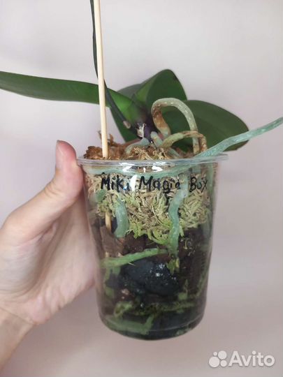 Орхидея фаленопсис