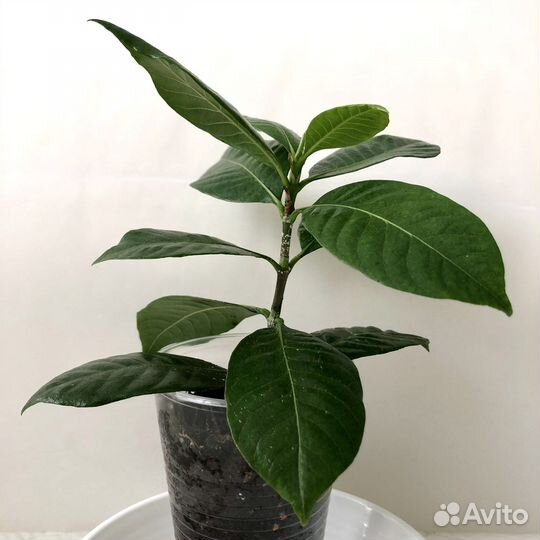 Гардения жасминовидная