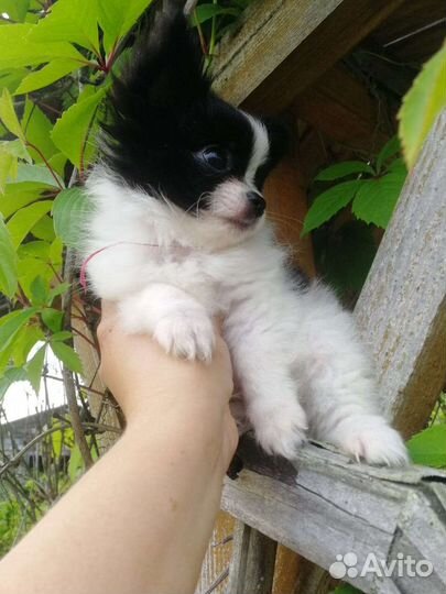 Чихуахуа мальчишка