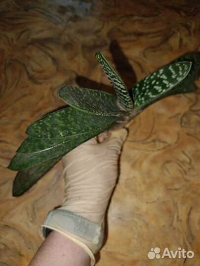 Комнатные растения цветы бесплатно