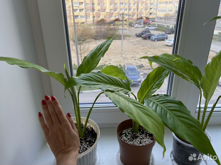 Спатифиллум (женское счастье)