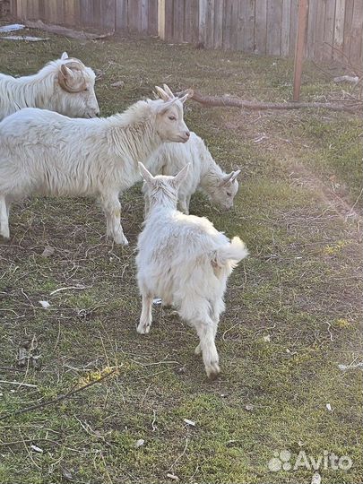 Козлята