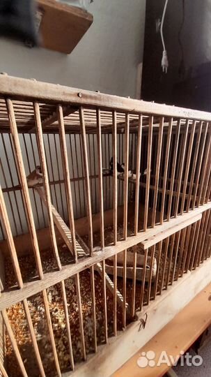 Японские амадины