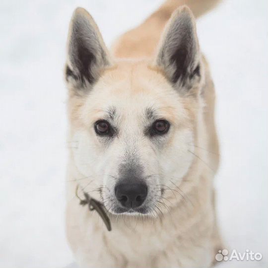 Рут ищет дом