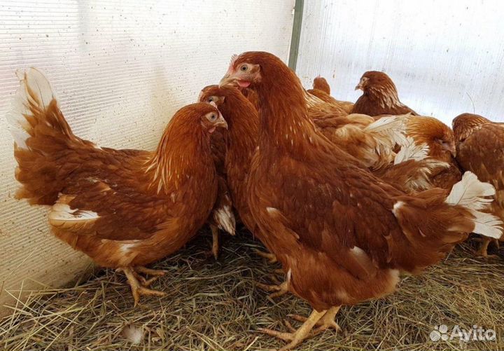Домашние куры молодки