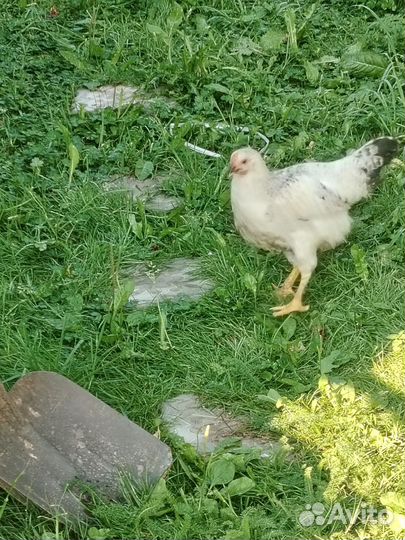 Молодые петушки