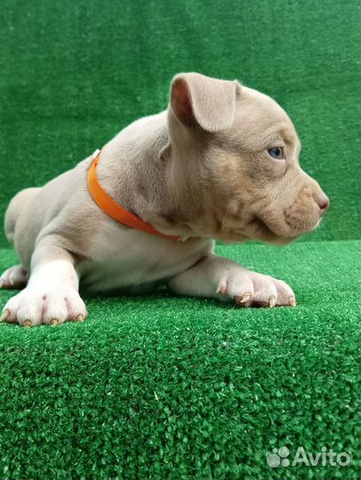 Мальчики булли