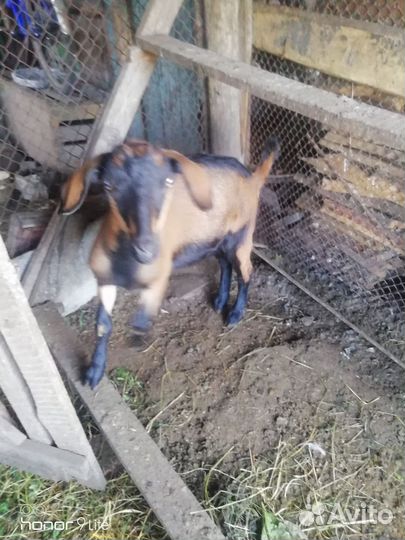 Козочки и козлики