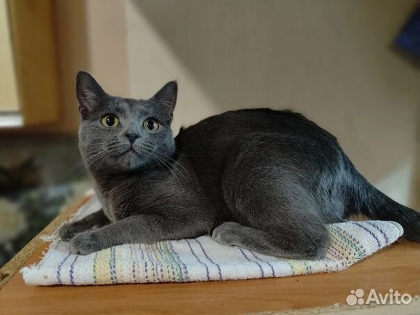 Дымчатая кошечка Лиза