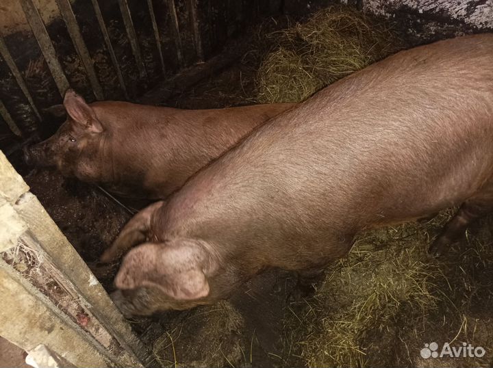 Хрюшки и кролики