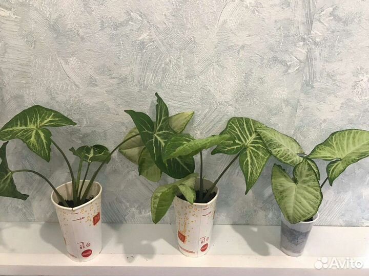 Сингониум Арроу