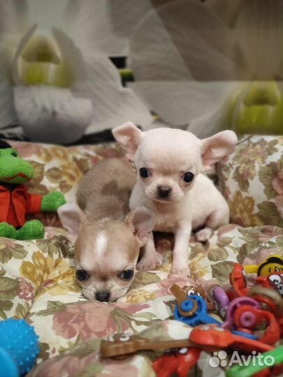 Девочки Микро micro