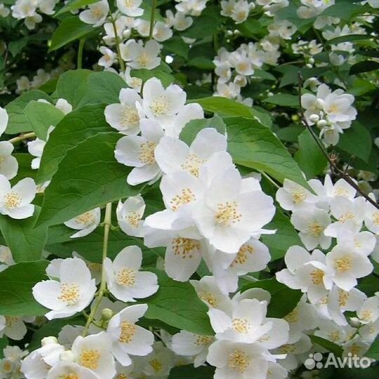 Декоративн кустарники жасмин сирень бамбук+подарки