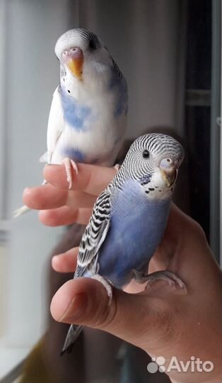 Счастье в дом