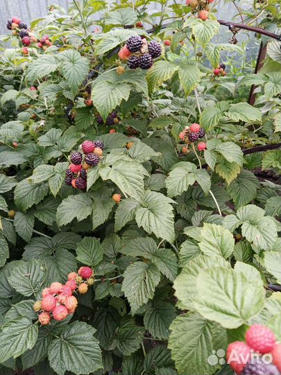 Черная малина Кумберленд