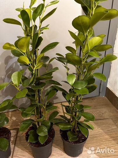 Фикус моклейм