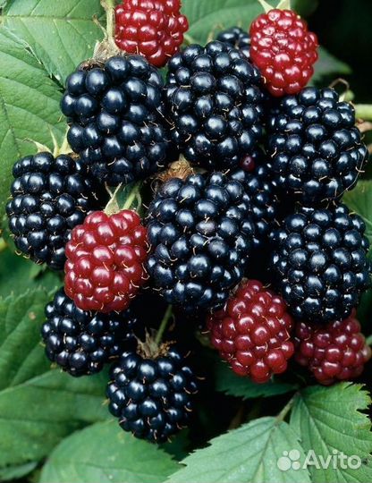 Саженцы Ежевика из питомника