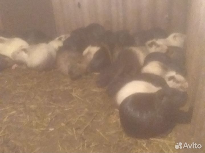 Нутрии на завод