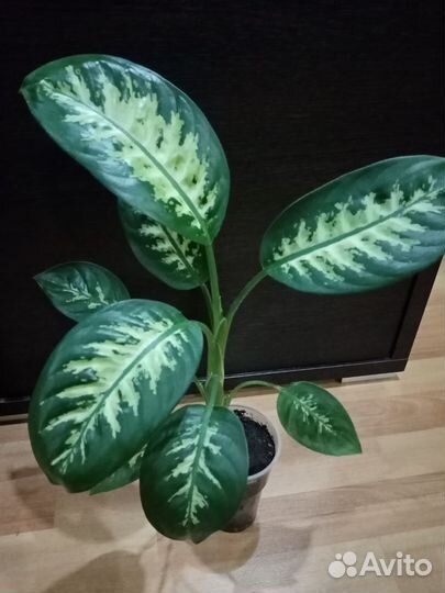 Монстера Альба и другие