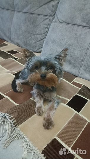 Йоркширский терьер