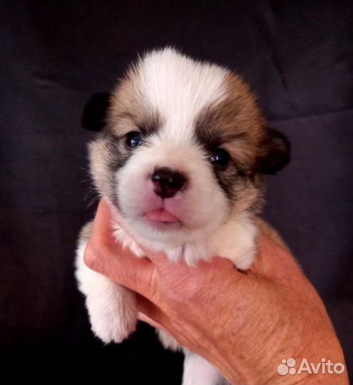 Корги малыши