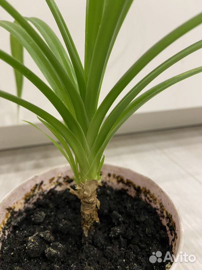 Пальма панданус комнотное растение