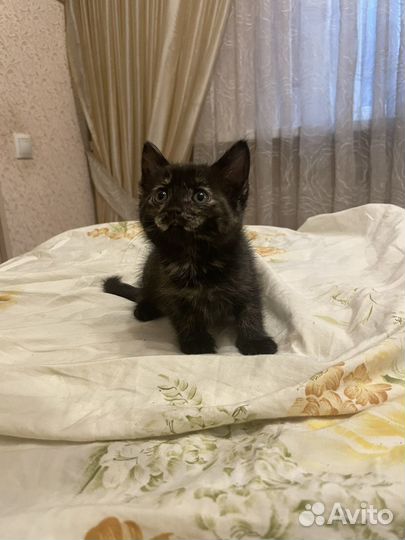 Котята помесь британца и обычной кошки