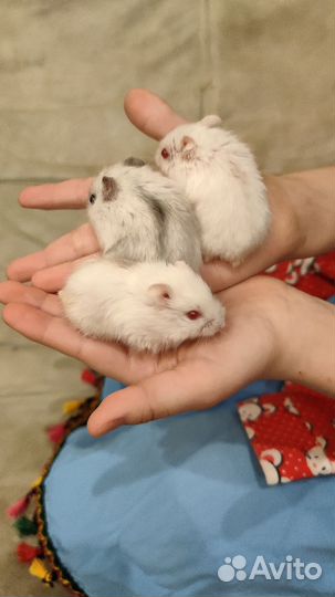 Джунгарский хомяк