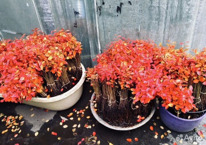 Сеянцы Кизильника Блестящего