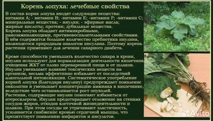 Корень одуванчика и лопуха (майский)