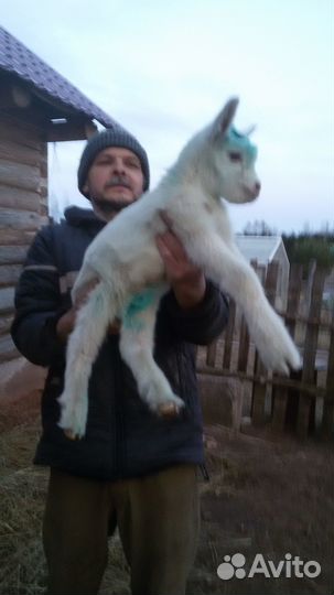 Сыр домашний козий