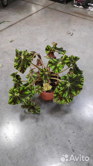 Бегония рекс микс 13 25