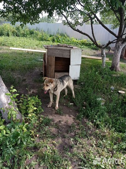 Собака в добрые руки отдам бесплатно