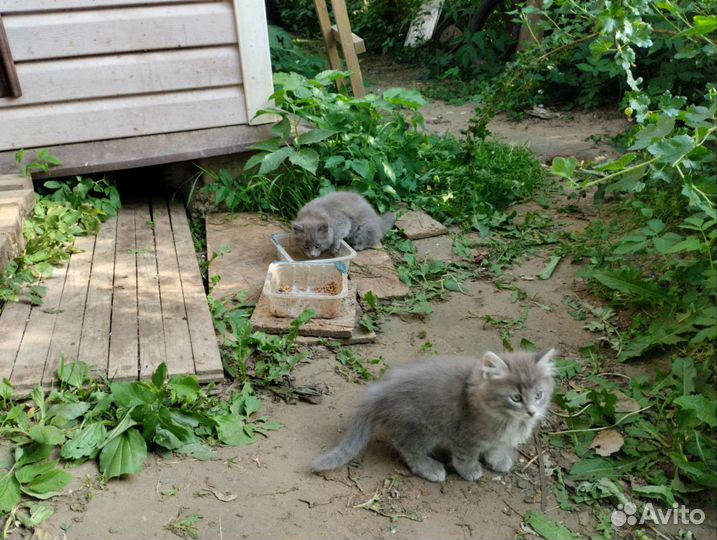 Котята в добрые руки бесплатно
