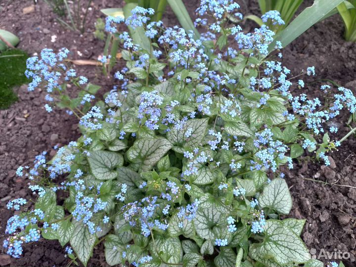 Дицентра,Флоксы многолетние