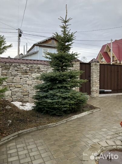 Ель голубая