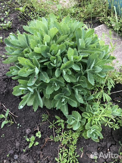 Многолетники