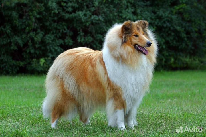 Прядение шерсти