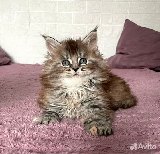 Котята мейн-кун полидакт