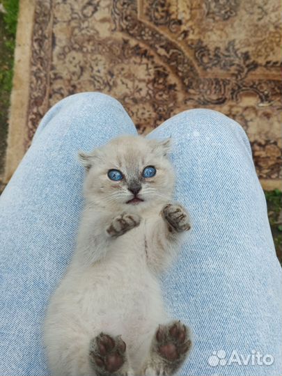 Вислоухие котята