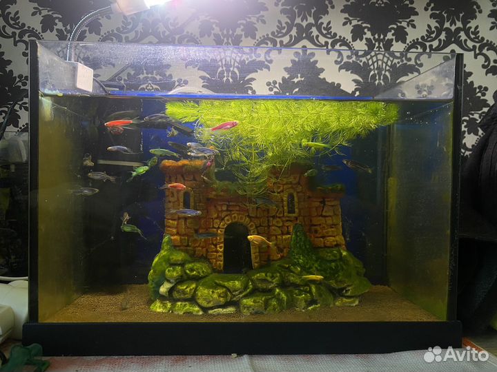 Аквариум с рыбками